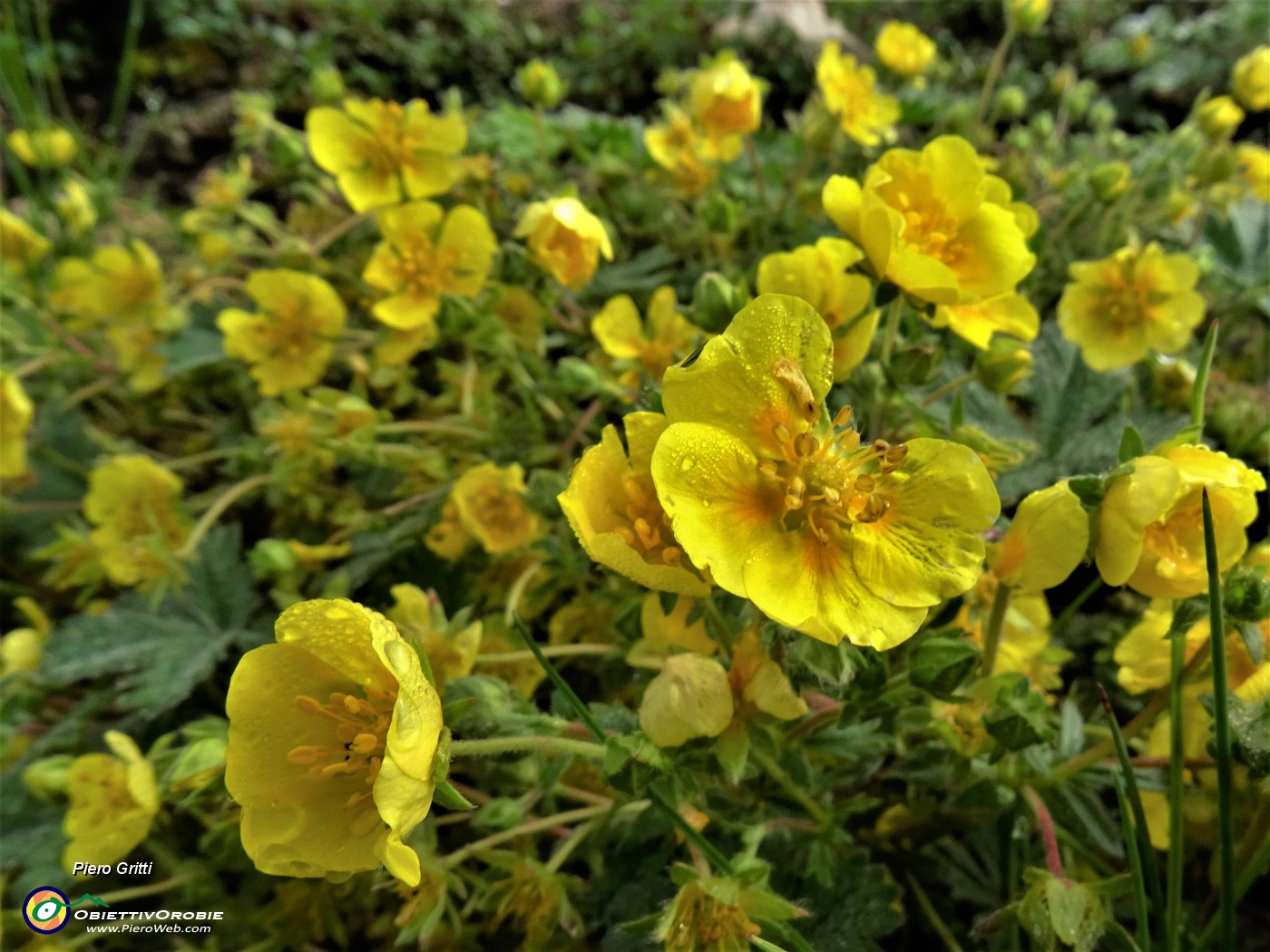 36 Potentilla crantzii (Cinquefoglia di Crantz).JPG